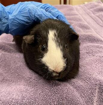 Rescue Guinea Pig Guinea Pigs for Adoption in Aliquippa, Pennsylvania - SPOOKY | PetCurious